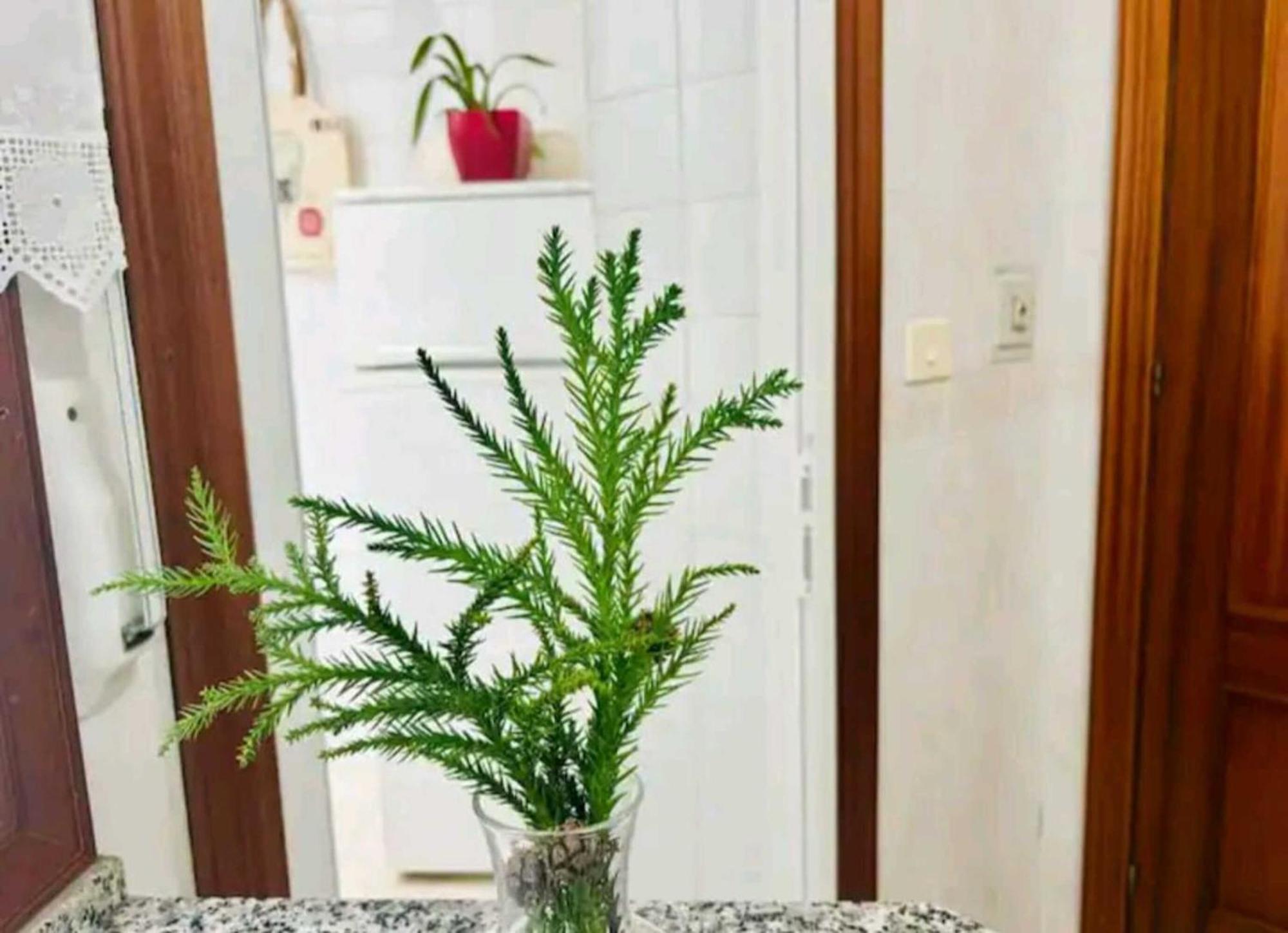 Apartamento Holibai, Andurina, Vacaciones Con Tu Mascota, Apto Centrico, *