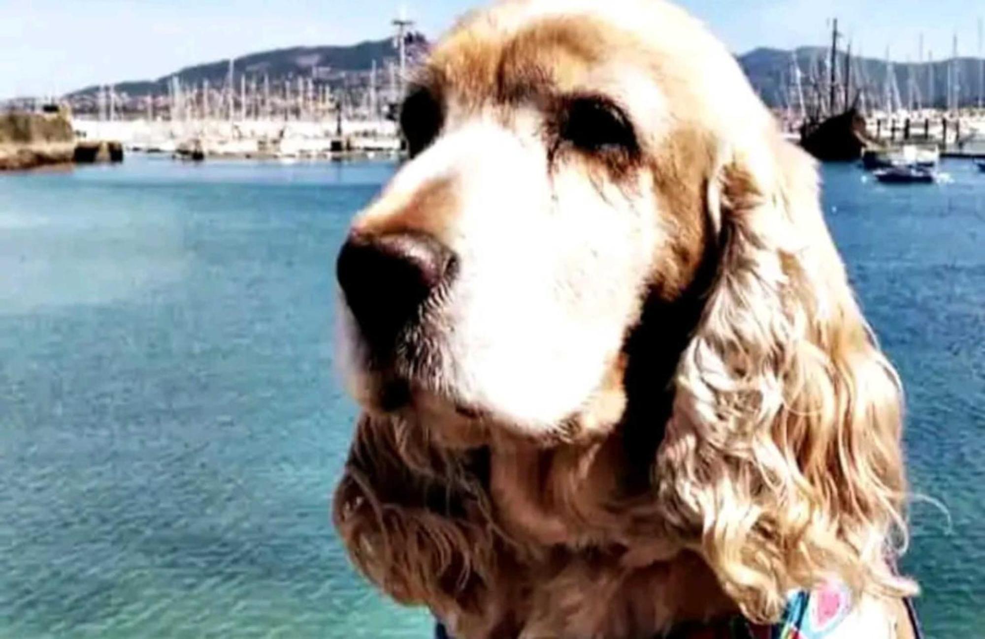 Holibai, Andurina, Vacaciones Con Tu Mascota, Apto Centrico,